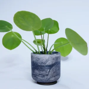 KlimaBecher - Exklusive Edition